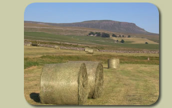 Penyghent from Selside