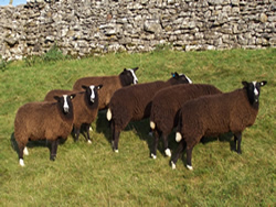 Reg2