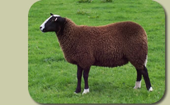 Selside Zwartble