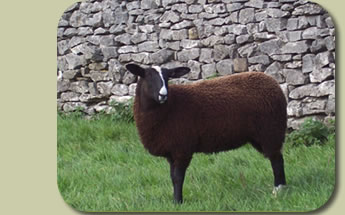 Best Zwartble