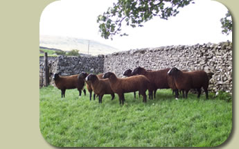 Zwartble Sheep