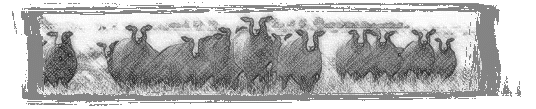 Zwartble Sketch